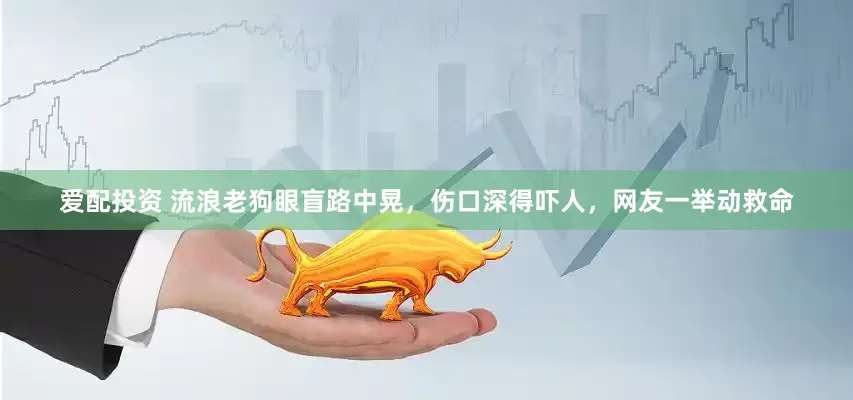 爱配投资 流浪老狗眼盲路中晃，伤口深得吓人，网友一举动救命